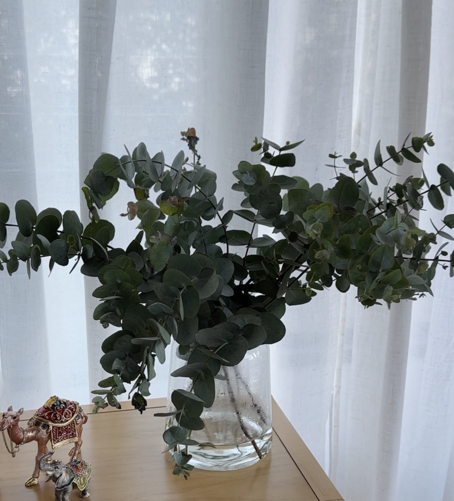 El secreto detrás de mantener el Eucalipto fresco